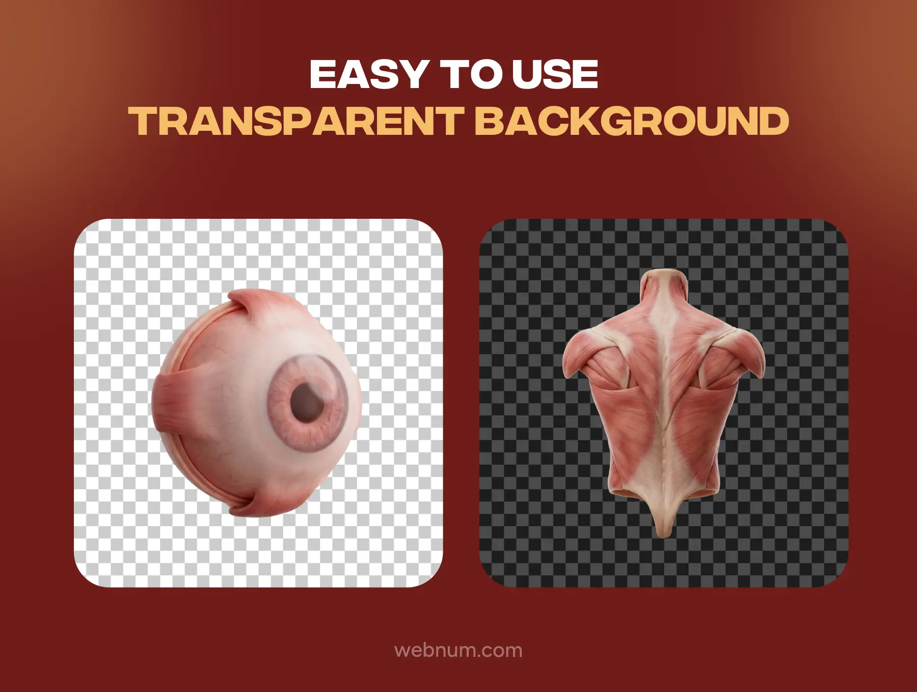 Human Anatomy 3D icons - Image 5