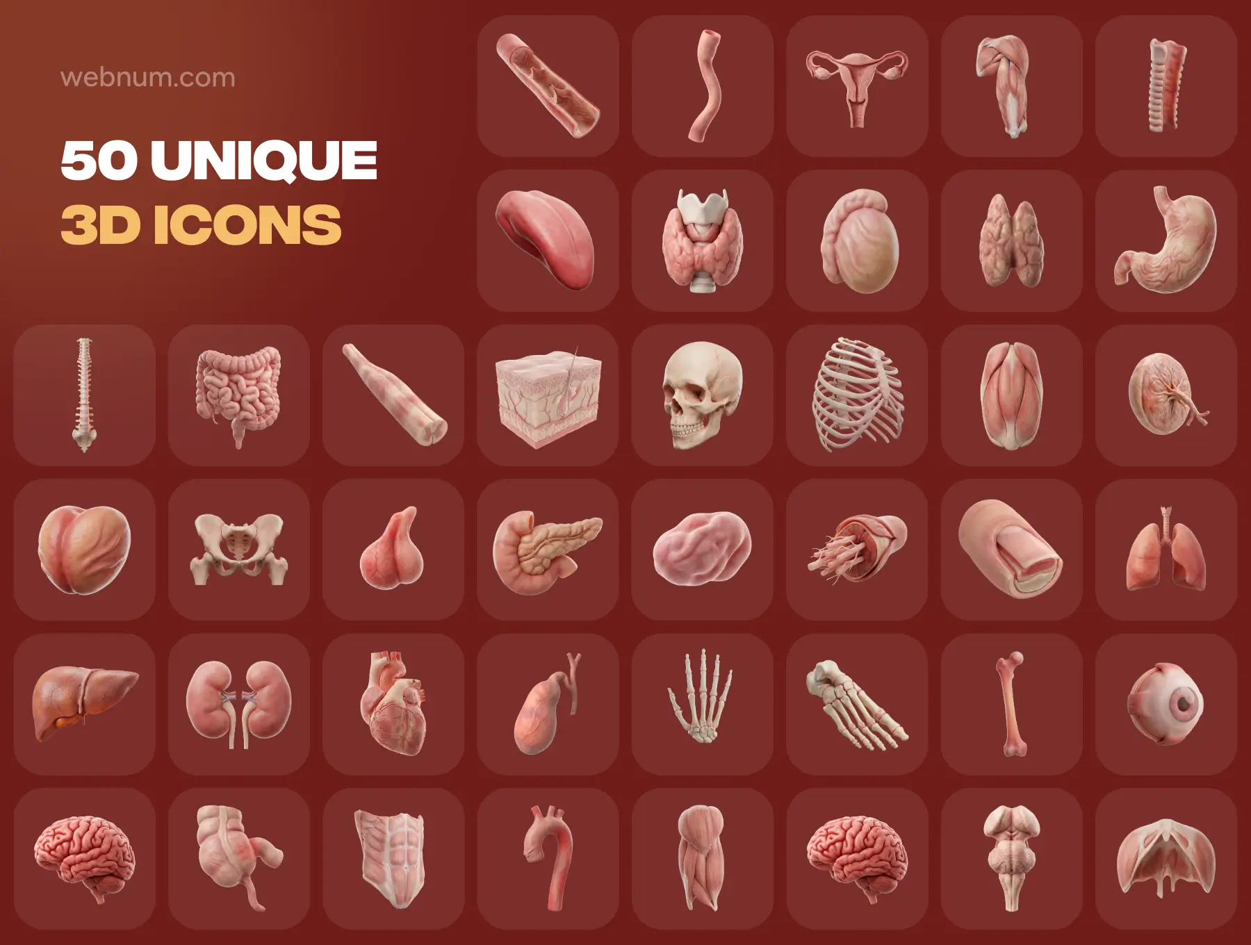 Human Anatomy 3D icons - Image 6